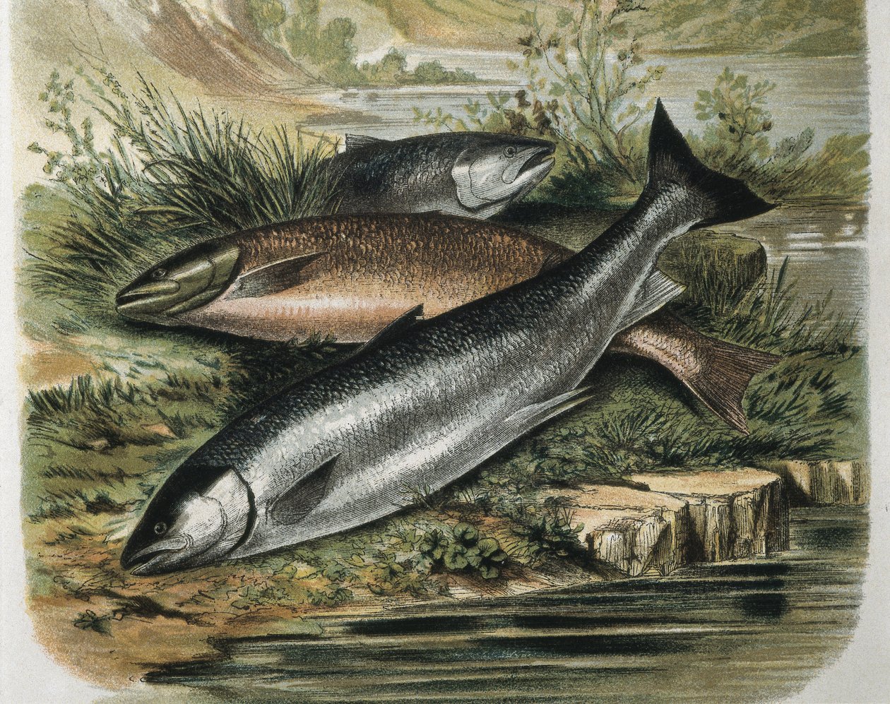 Salmons. Kaiverrus F.Padron piirroksen mukaan. Kaiverrus tekijältä F. (after) Padro