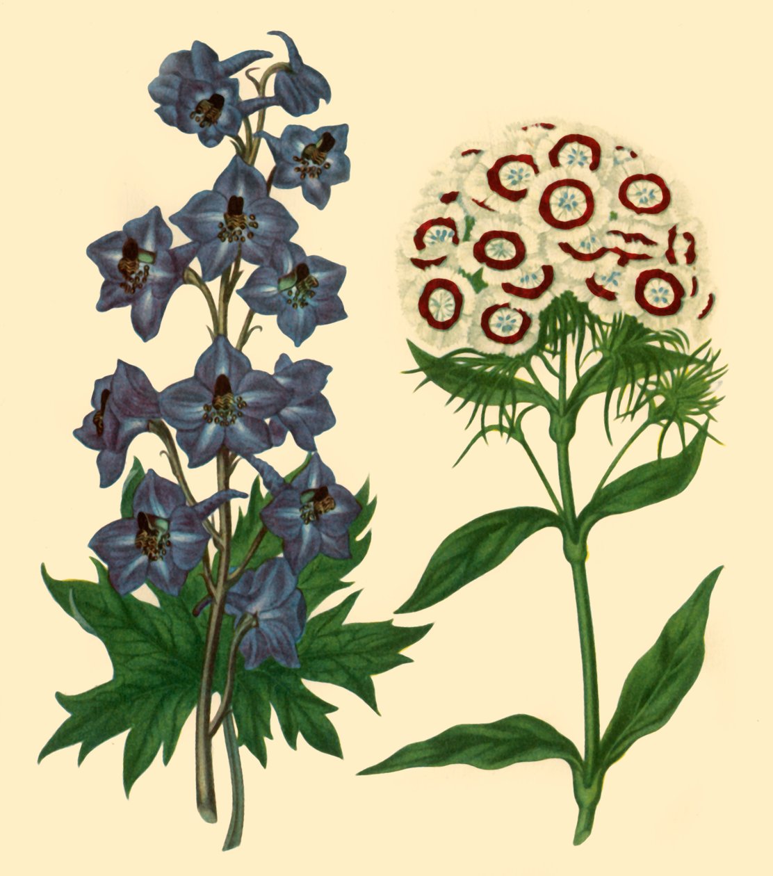 "Larkspur ja Sweet William: Delphinium elatum ja Dianthus barbatus", 1805, 1946. tekijältä F Sansom