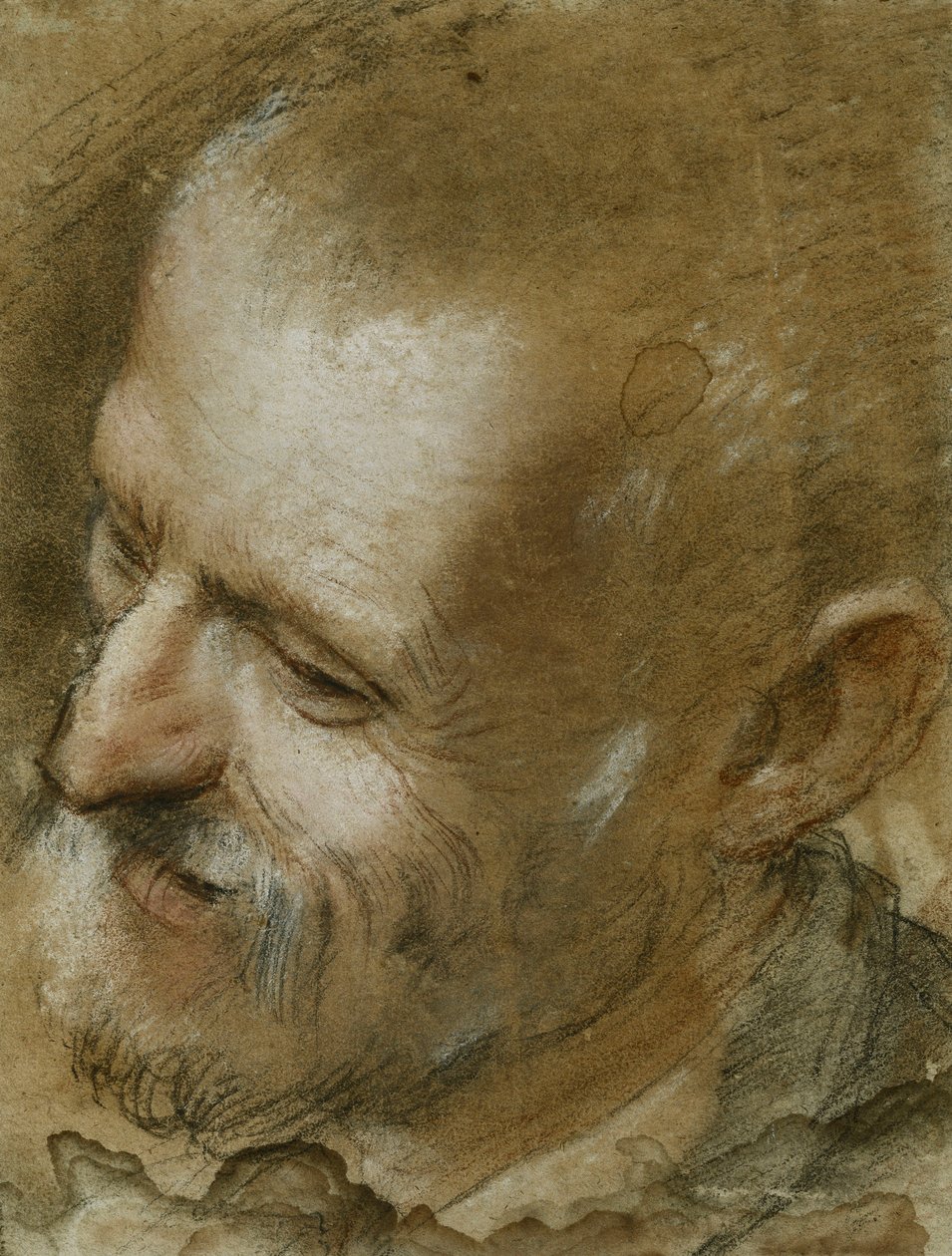 Tutkimus vasemmalle kääntyneen parrakkaan miehen päästä, 1590 tekijältä Federico Fiori Barocci or Baroccio