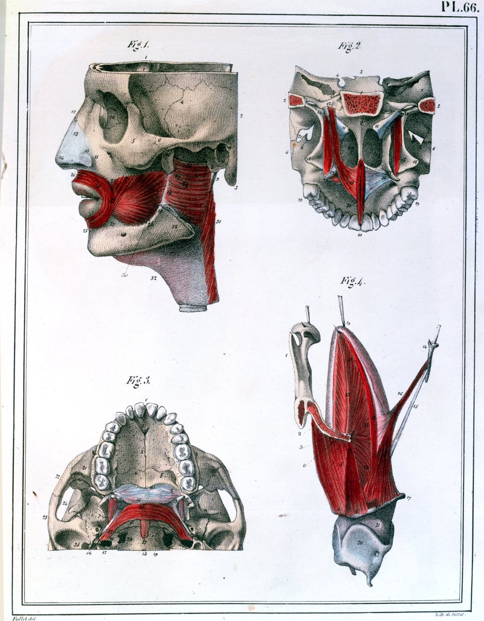 Kurkun ja leuan anatomia Jules Cloquetin (1790-1883) 1825:n teoksesta Manuel d
