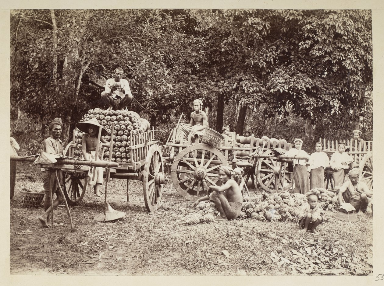 Ladataan korjattuja ananasta kärryihin, Burma, Elgin Collection: 