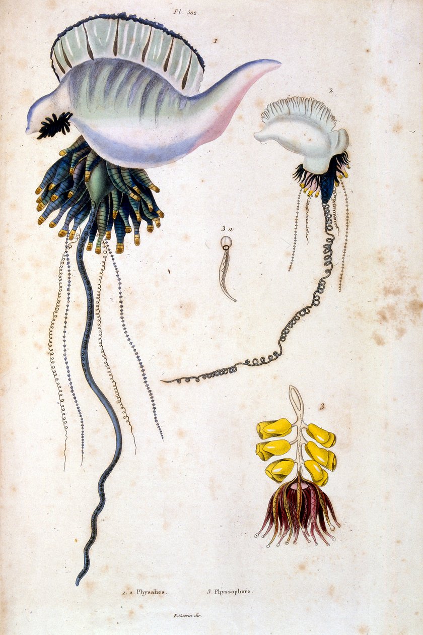 F. E. Guerinin kasvitieteellinen ja eläintieteellinen kuvitus. Kirjasta Dictionnaire pittoresque d