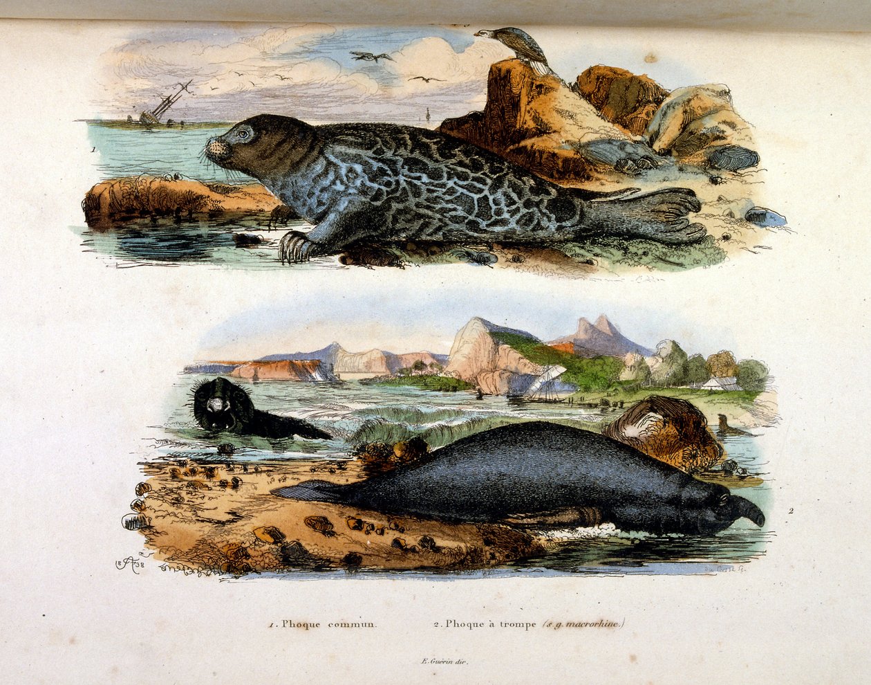 F. E. Guerinin kasvitieteellinen ja eläintieteellinen kuvitus. Kirjasta Dictionnaire pittoresque d