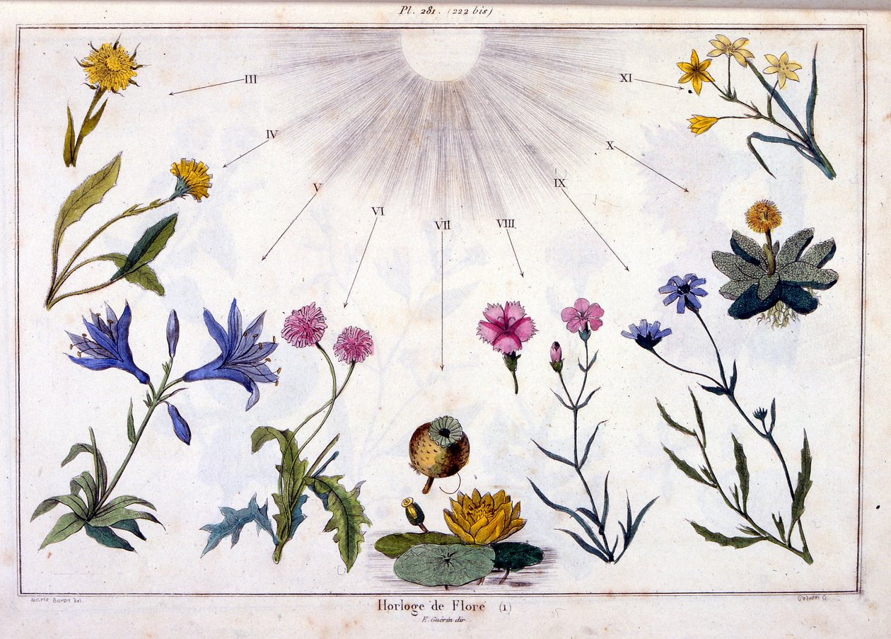 Kasvitieteellinen kuvitus: F. E. Guerin. Kirjasta Dictionnaire pittoresque d