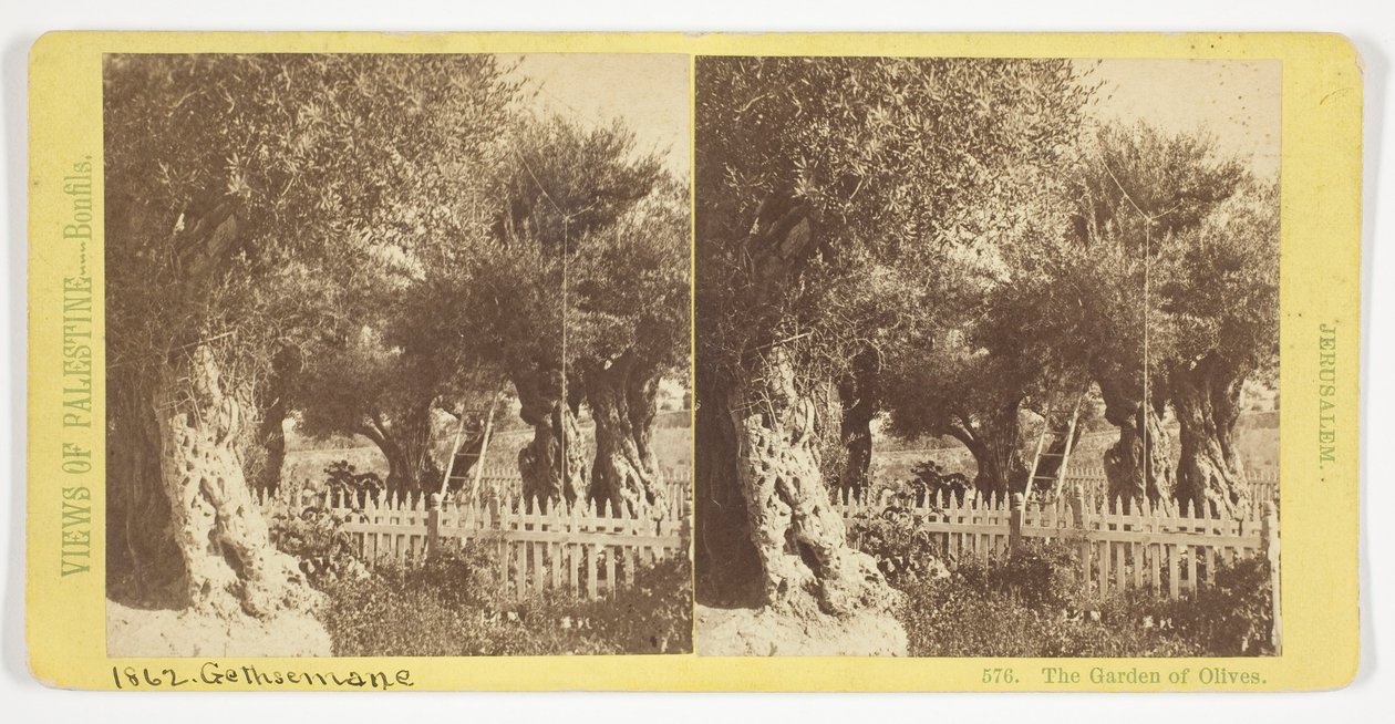 Der Garten der Oliven, Jerusalem, Nr. 576 aus der Serie "Ansichten von Palästina" tekijältä Félix Bonfils