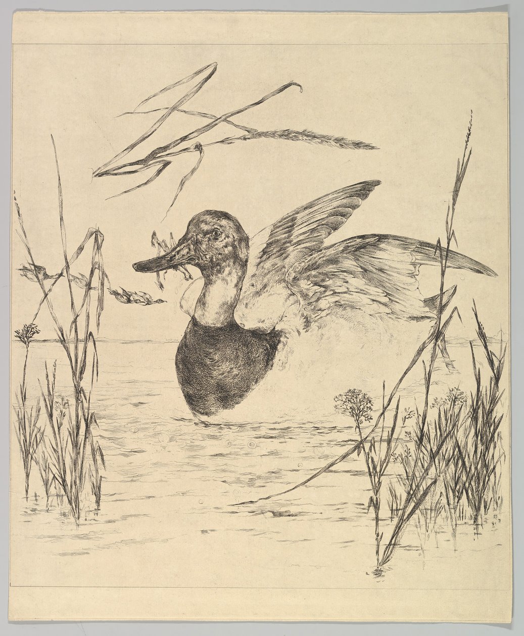 Ankka, 1850-1914. tekijältä Felix Bracquemond