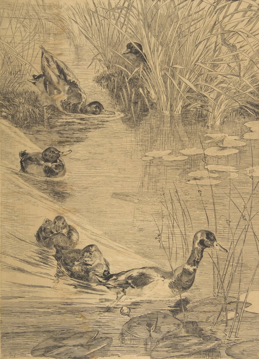 Duck Frolic, 1850-1914. finlandès tekijältä Felix Bracquemond