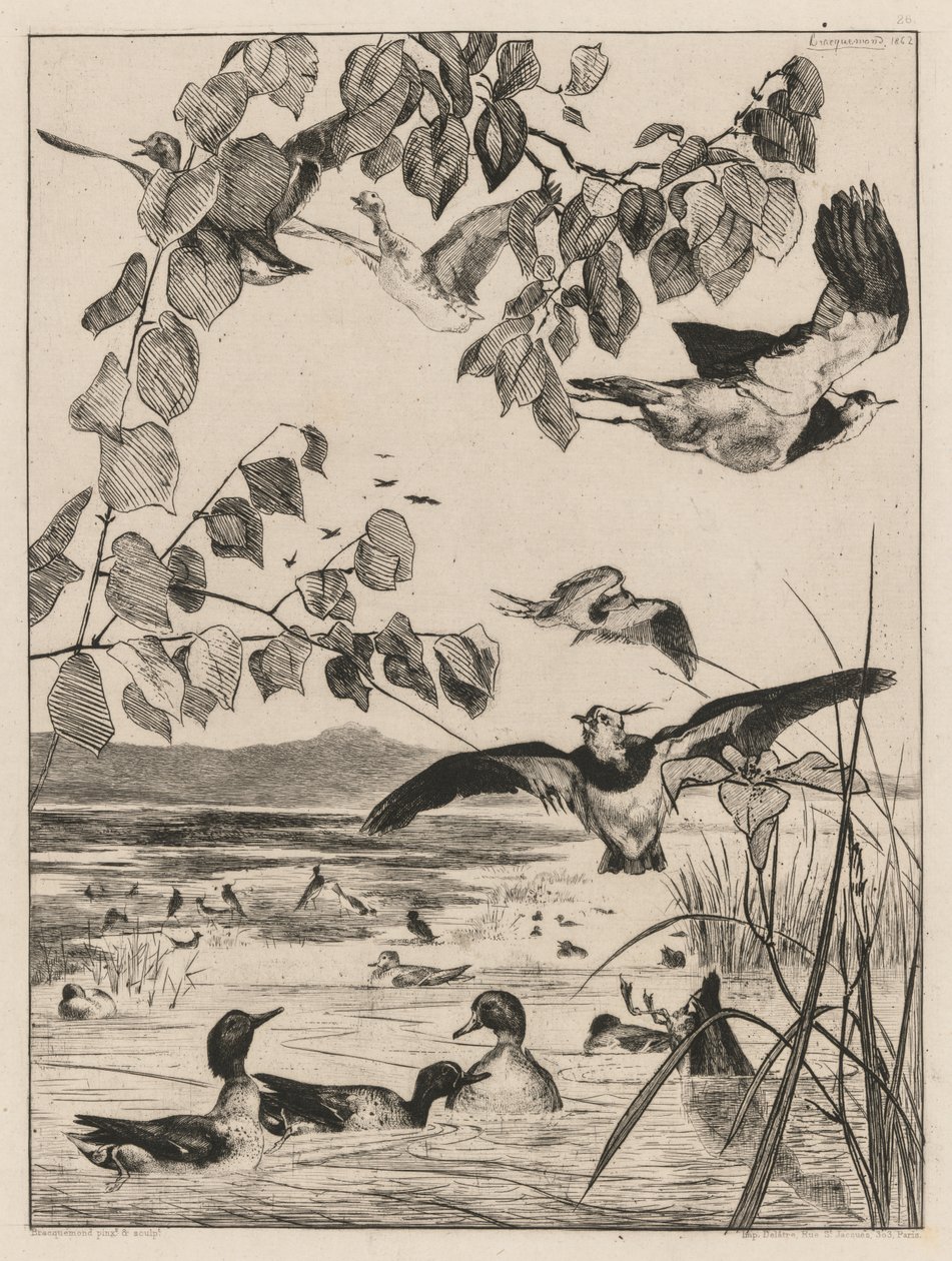 Lapwings ja Teals tekijältä Felix Bracquemond