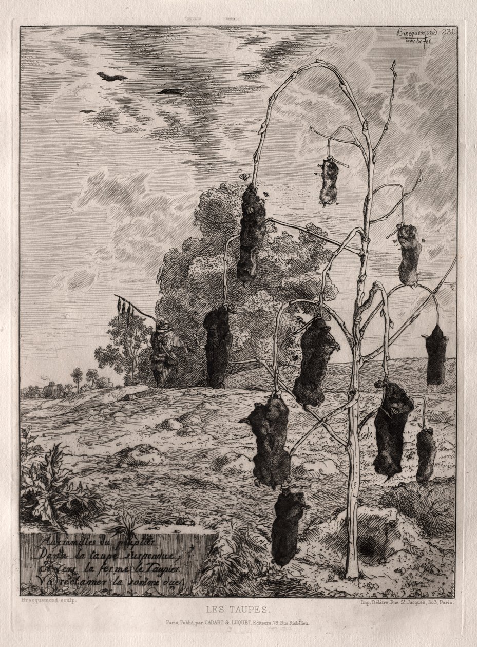 Myyrät tekijältä Felix Bracquemond
