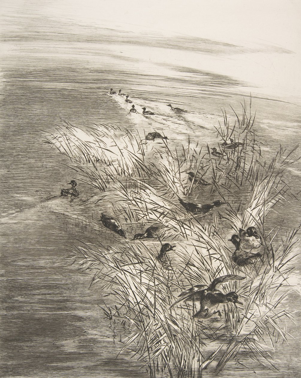 Reeds and Teals, 1882. tekijältä Felix Bracquemond