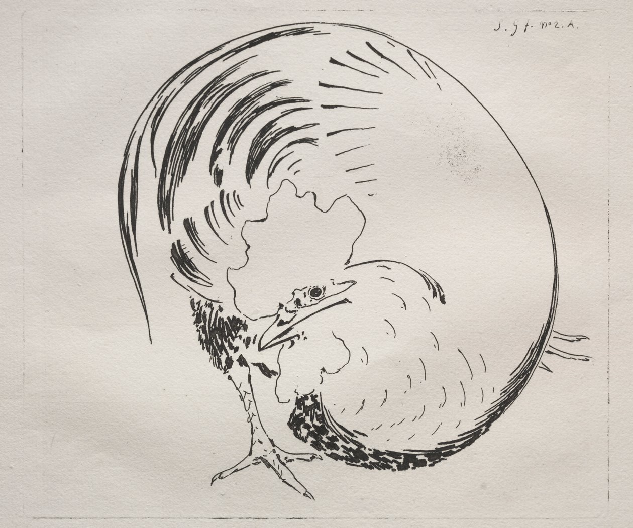 Huippupalvelu: Rooster (vastavarma) tekijältä Felix Bracquemond