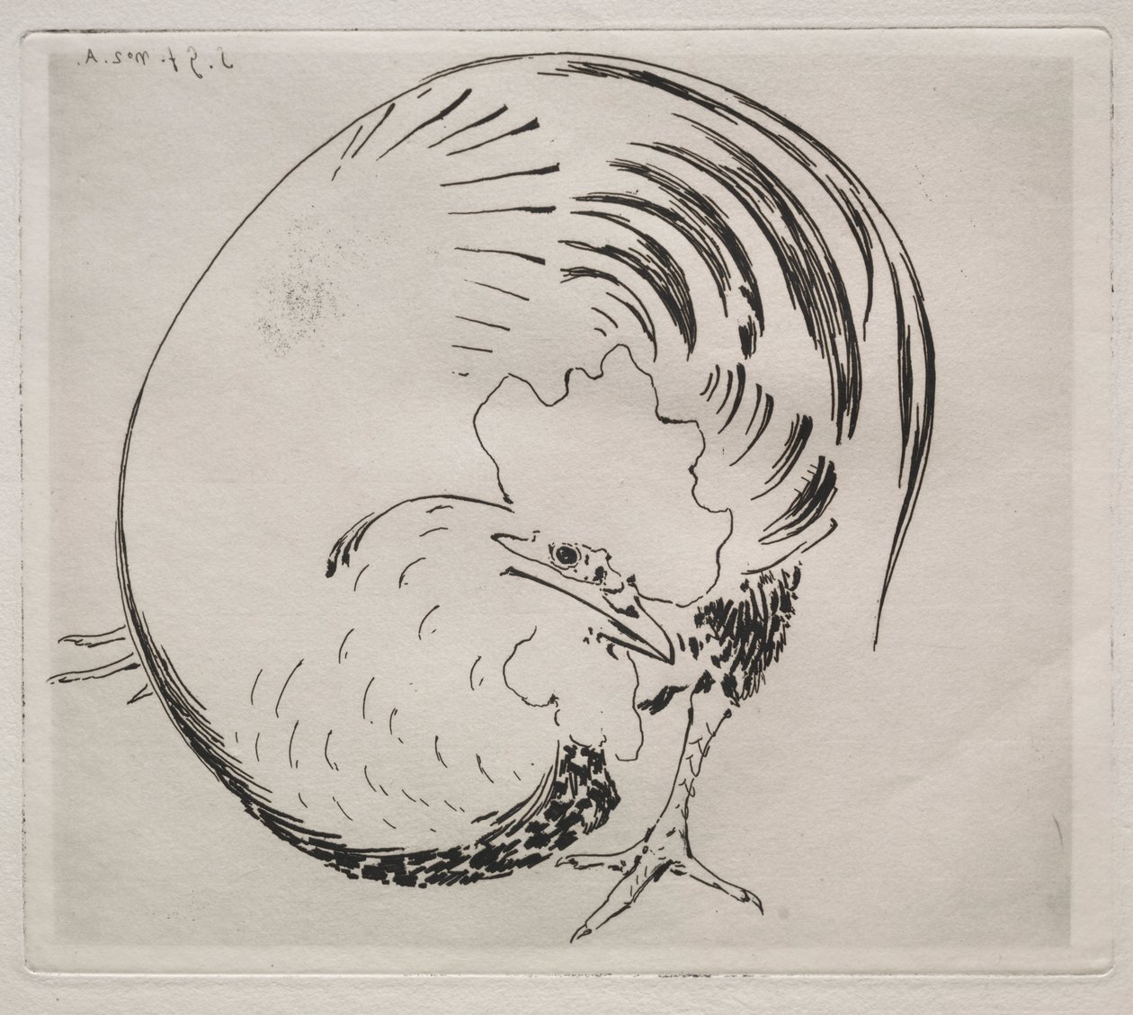 Huippupalvelu: Rooster tekijältä Felix Bracquemond