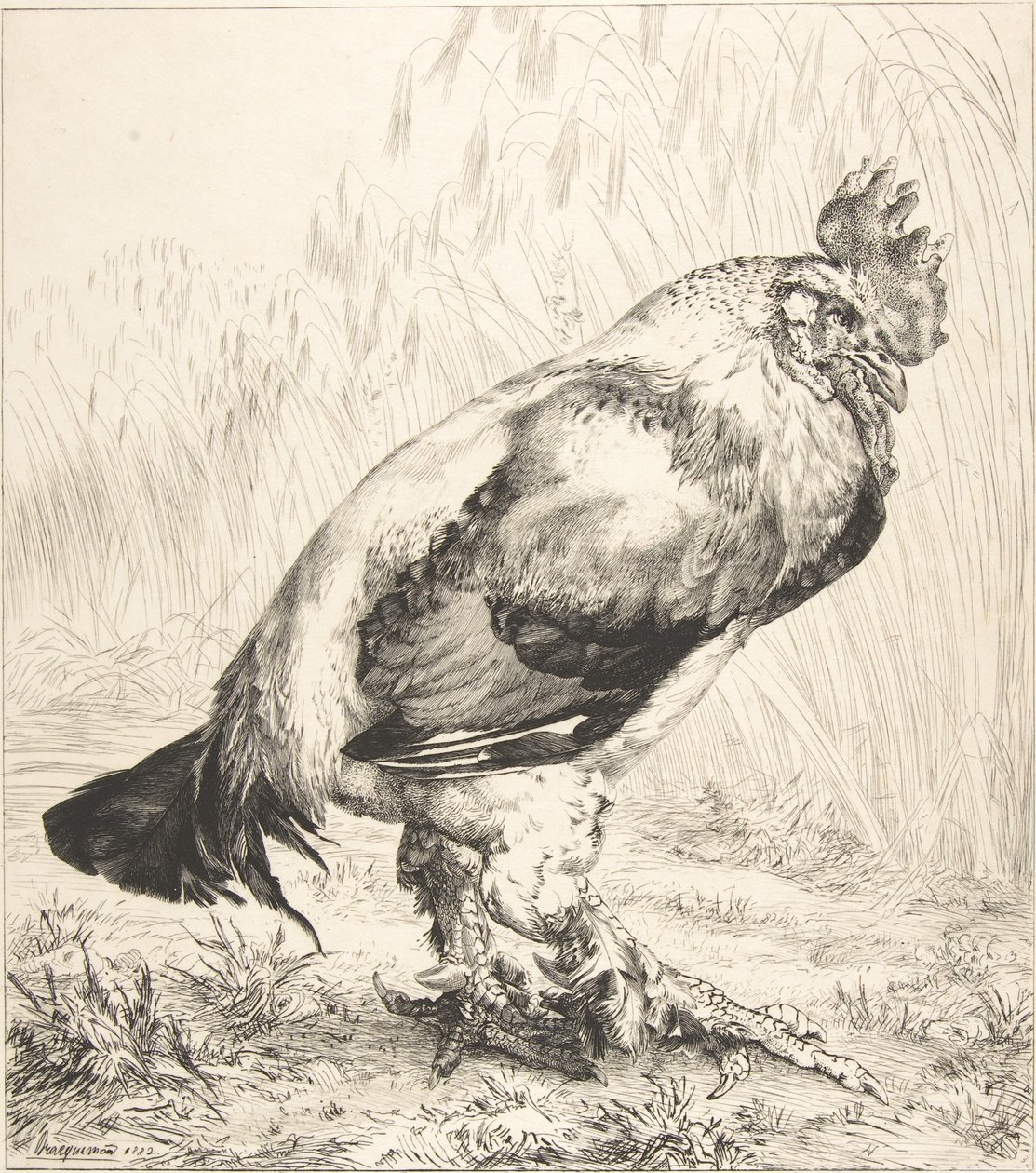 Vanha kukko, 1882. tekijältä Felix Bracquemond