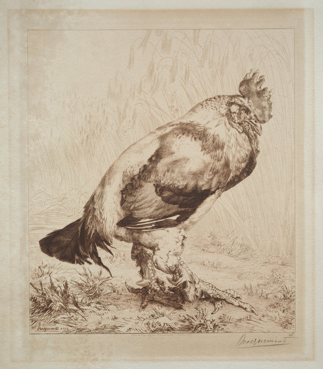 Vanha kukko, 1882. tekijältä Felix Bracquemond
