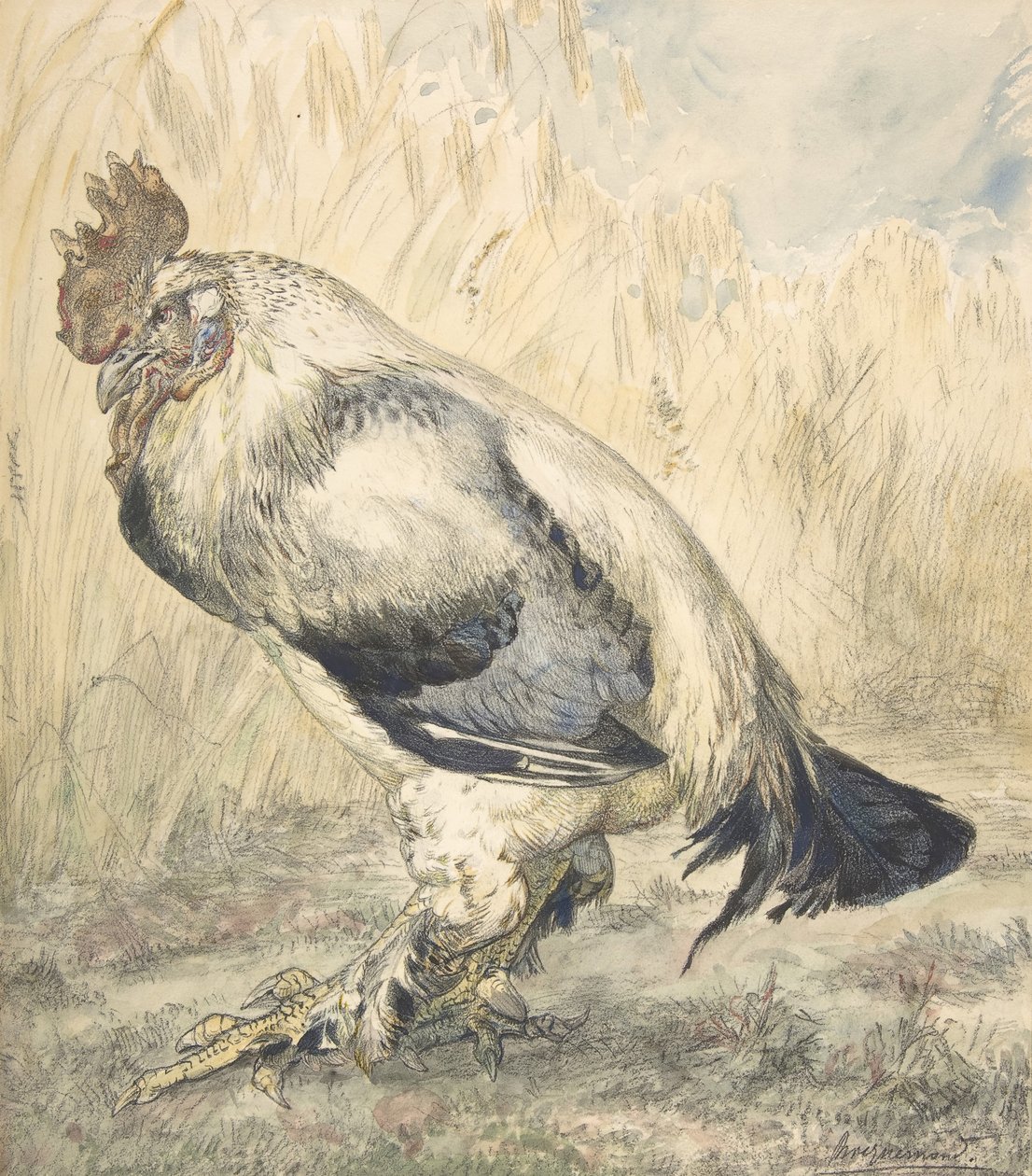 Vanha kukko, n. 1882. tekijältä Felix Bracquemond