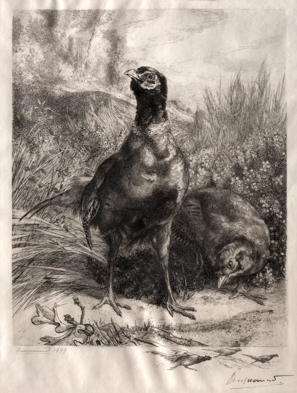 Fasaanit, 1899. tekijältä Felix Bracquemond