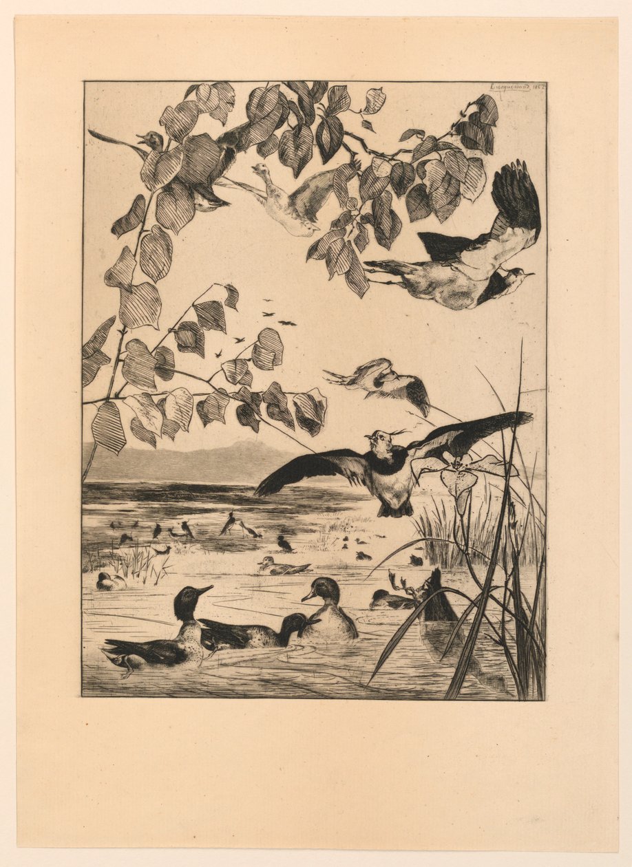 Lapwings ja Teal tekijältä Felix Bracquemond