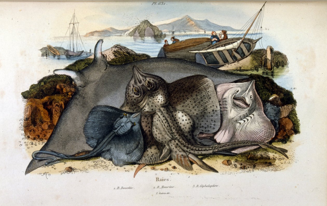 Kuva Manta Ray -kaloista. (kromolitografia Felix-Edouard Guerinin maalauksellisesta luonnonhistorian ja luonnonilmiöiden sanakirjasta tekijältä Felix Edouard Guerin