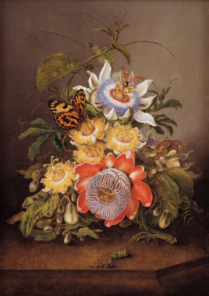 Passionflowers tekijältä Ferdinand Bauer