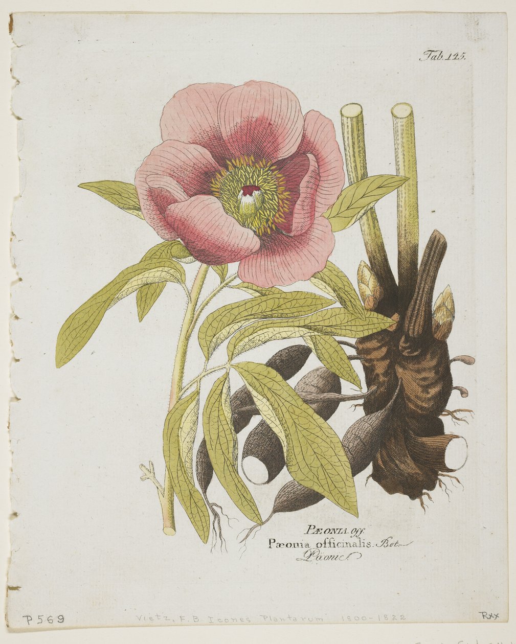 Paeonii, teoksesta Icons of Plants from Medico-Economic-Technology with Their Hedelmät ja Käyttötarkoitukset, 1804 (käsinvärinen kaiverrus) tekijältä Ferdinand Bernhard Vietz