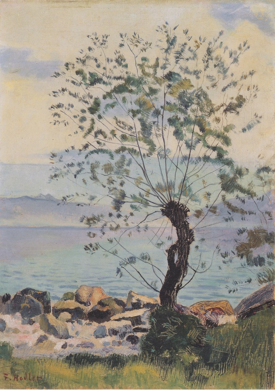 Weidebaum am See tekijältä Ferdinand Hodler