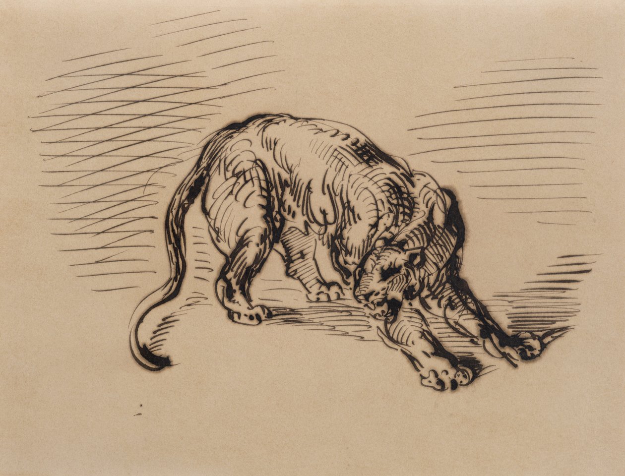 Tiger Frightened by a Snake, 1858 (kynä ja muste kuultopaperilla) tekijältä Ferdinand Victor Eugene Delacroix