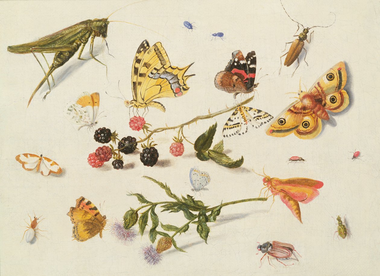 Hyönteisten, kukkien ja hedelmien tutkimus, 1600-luku tekijältä Ferdinand van Kessel