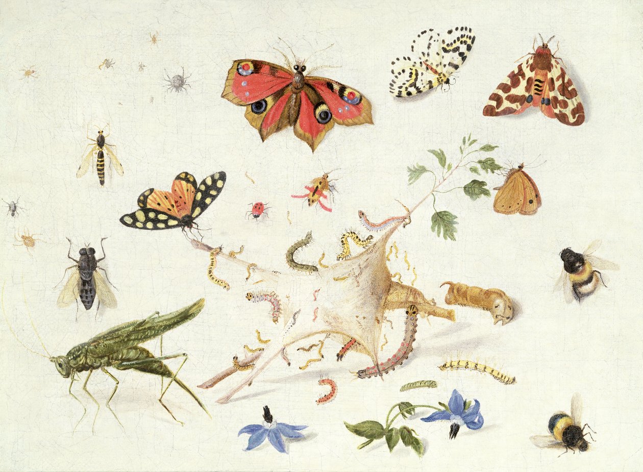 Hyönteisten ja kukkien tutkimus (öljy) tekijältä Ferdinand van Kessel