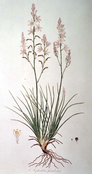 Asphodelus Fistulosus, teoksesta "Flora Graeca Sibthorpiana", kirjoittanut John Sibthorp (1758-96) 1806-40 tekijältä Ferdinand Bauer