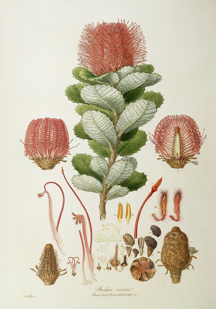 Banksia coccinea, "Illustrations of Flora Novaie Hollandiae", julkaistu 1813 tekijältä Ferdinand Bauer