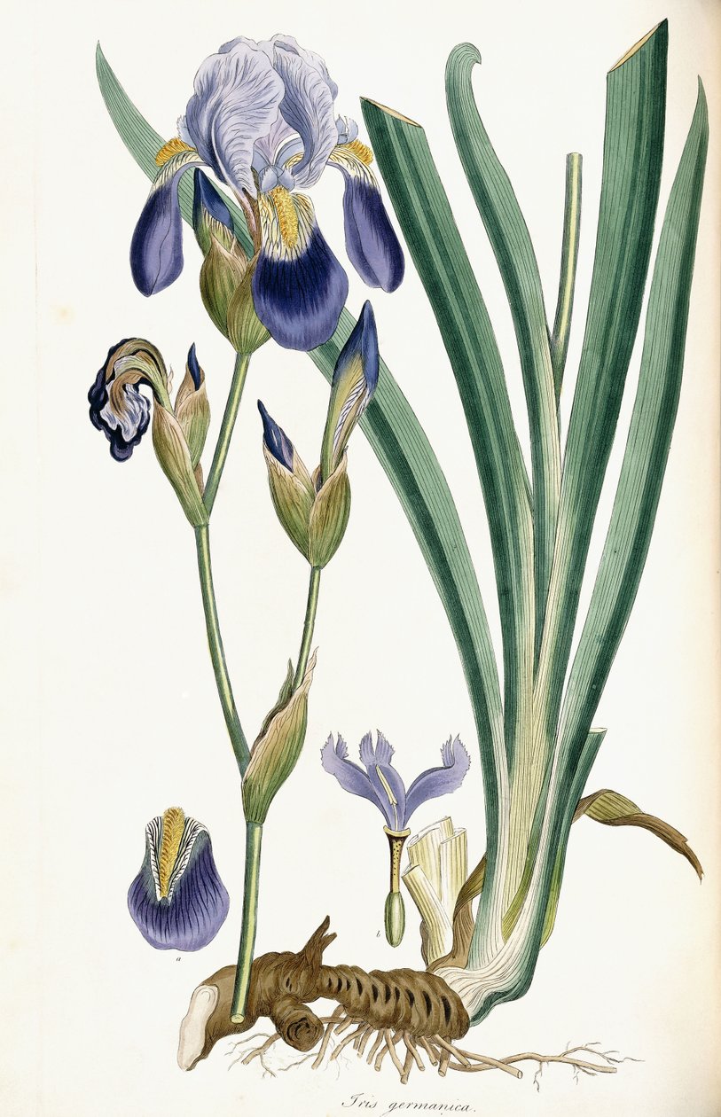 Iris Germanicus, 1847 tekijältä Ferdinand Bauer