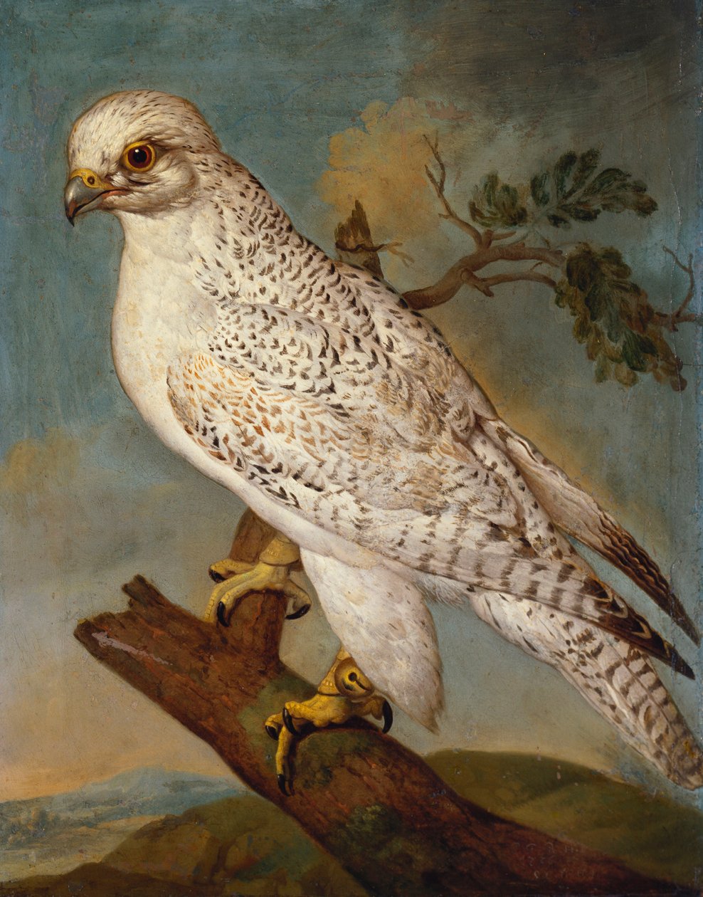 Haukka oksalla, 1736 tekijältä Ferdinand Phillip de Hamilton