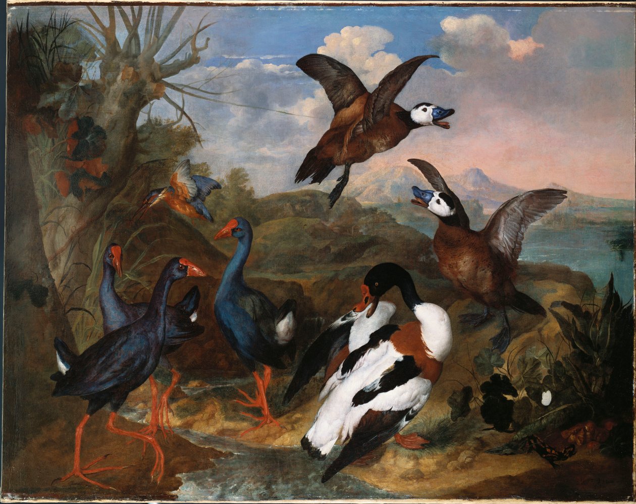 Kuoriankat ja muut linnut maisemassa, 1720 tekijältä Ferdinand Phillip de Hamilton