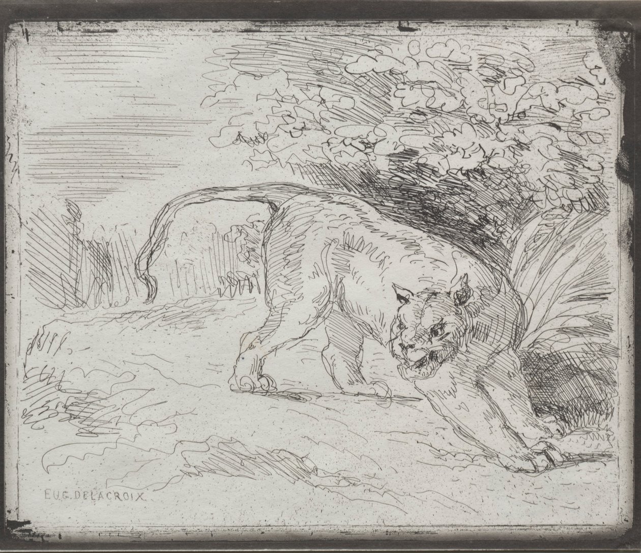 Loukkuun jäänyt tiikeri, 1854. tekijältä Ferdinand Victor Eugene Delacroix