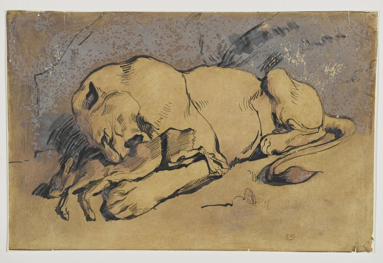 Lioness nielee kanin (kynä ja muste punertavalla pesulla ruskealla paperilla) tekijältä Ferdinand Victor Eugene Delacroix