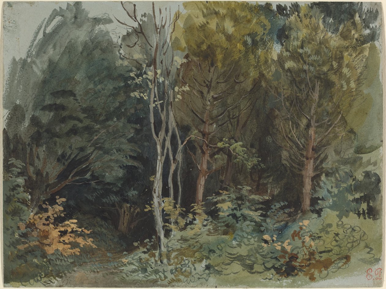 Puun reuna Nohantissa, n. 1842-1843 (akvarelli) tekijältä Ferdinand Victor Eugene Delacroix