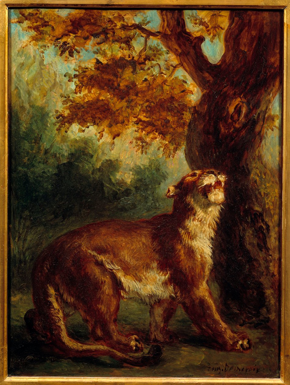 Puuma sanoo myös, että leijona etsii saalista. Eugene Delacroix (1798-1863) maalaus tekijältä Ferdinand Victor Eugene Delacroix