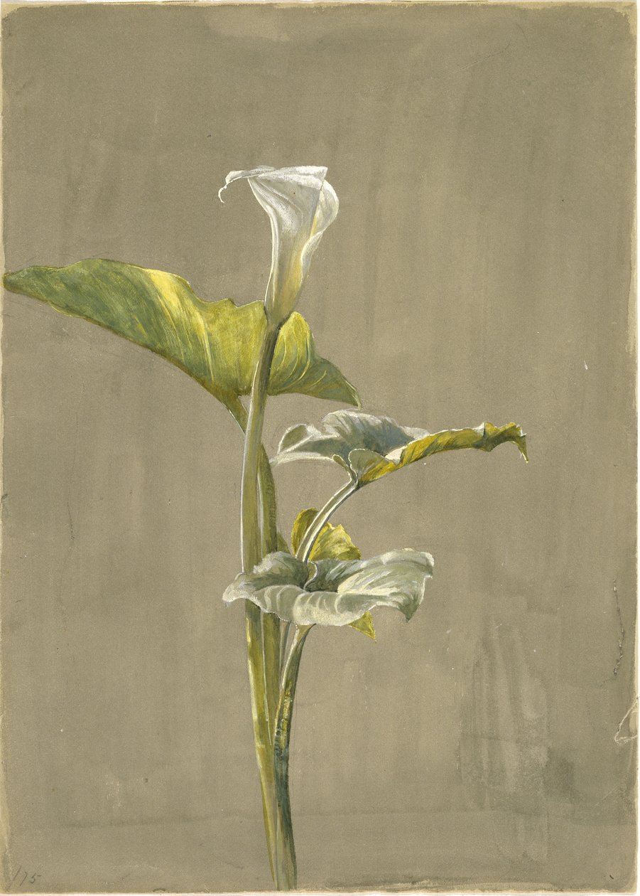 Calla Lily, 1875 (wc paperilla) tekijältä Fidelia Bridges