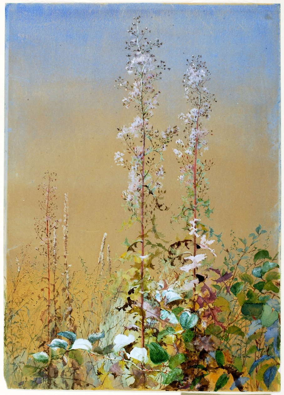 Untitled tekijältä Fidelia Bridges