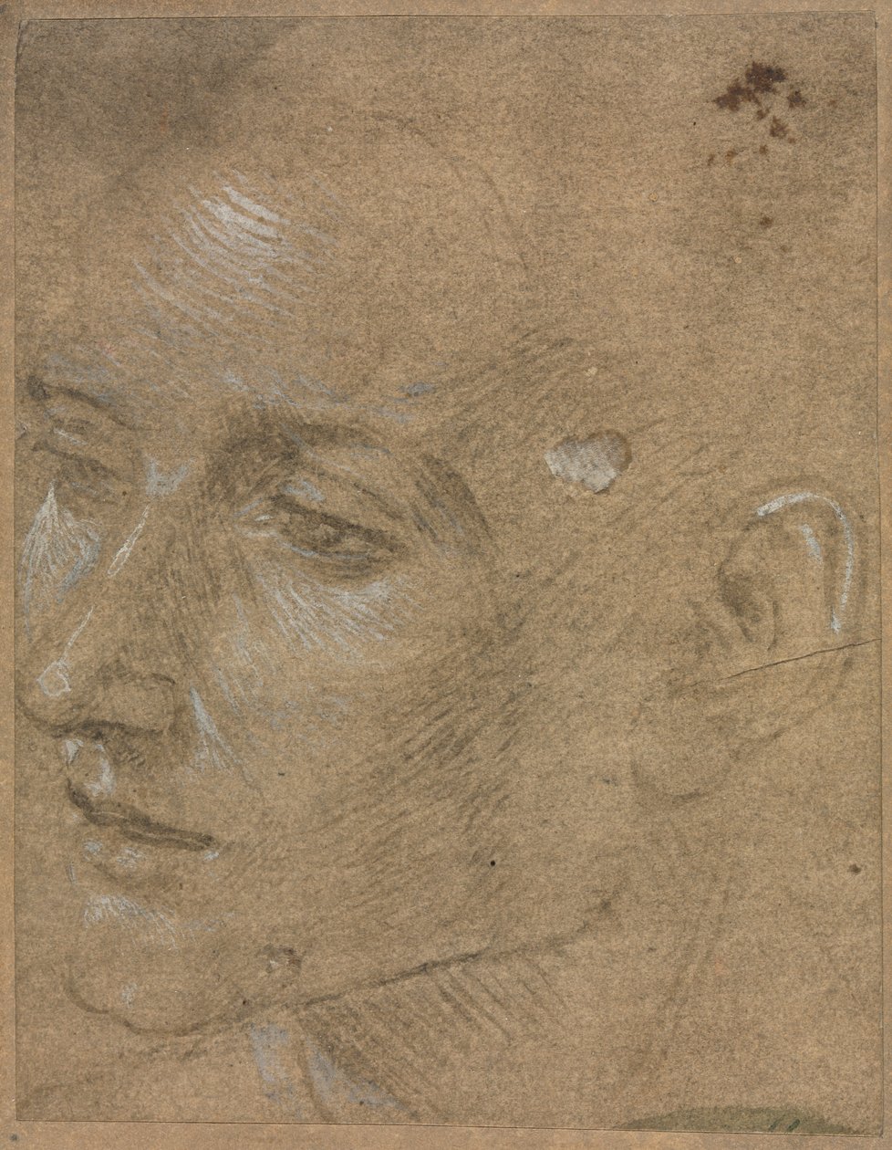 Nuoren miehen pää tekijältä Filippino Lippi