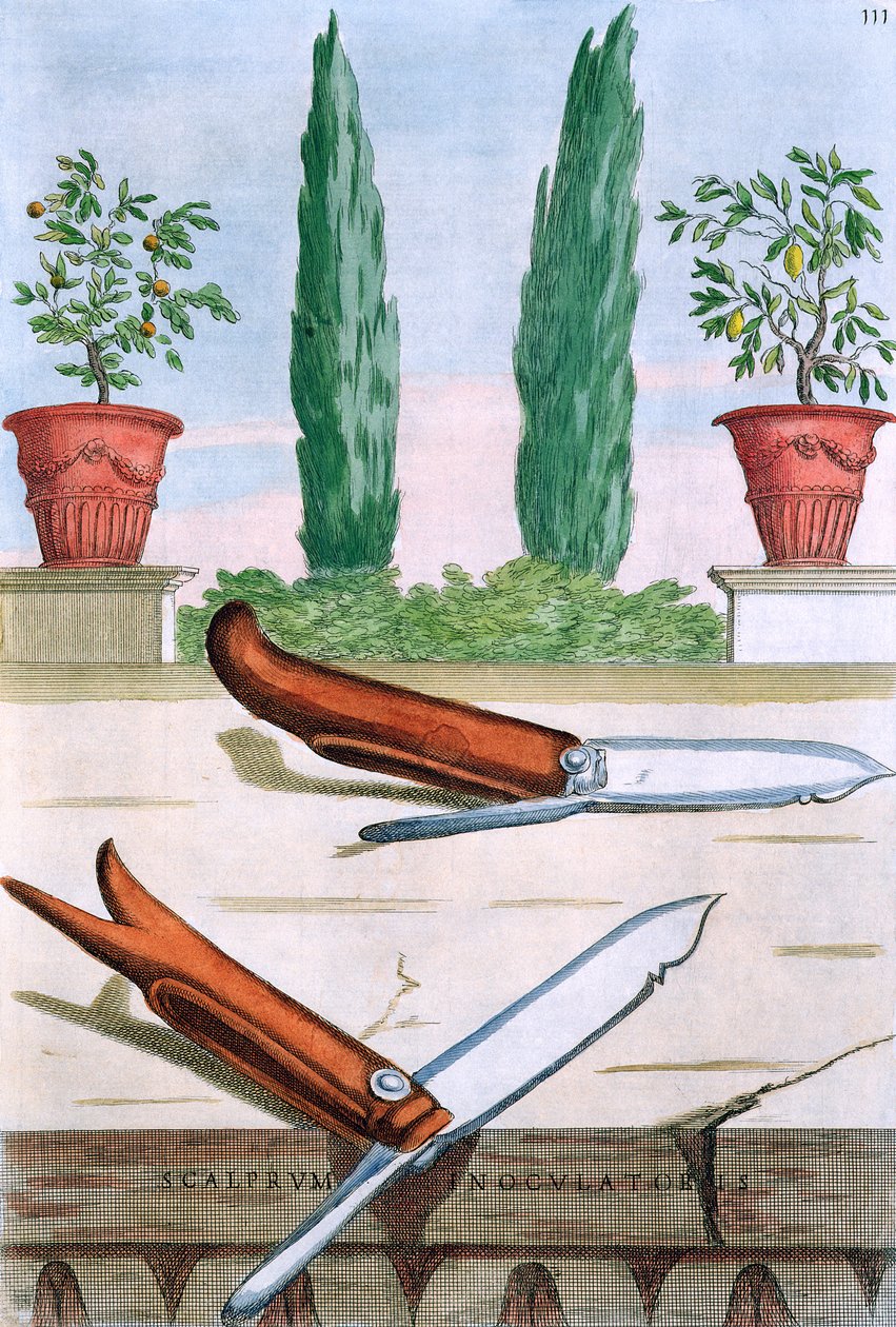 Puutarhaveitsi Giovanni Battista Ferrarin Hesperidesistä, kaiverrus Camillo Congio (fl.1630), julkaistu 1646 tekijältä Filippo Gagliardi