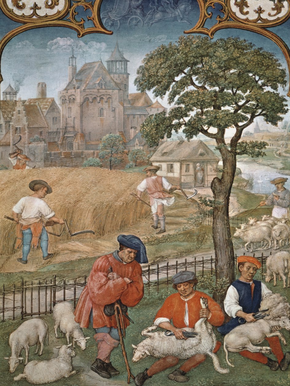 Fol.7v Heinäkuu: Sadonkorjuu ja lampaanleikkaus, Breviarium Grimanista, n. 1515 tekijältä Flemish School