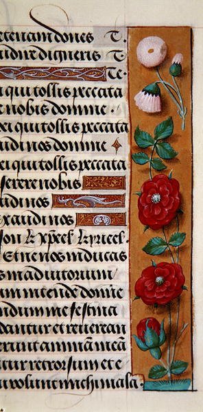 Ms. 1058-1975, f.120r: yksityiskohta kukkareunuksesta Tuntikirjasta, n. 1500 (vellum) tekijältä Flemish School