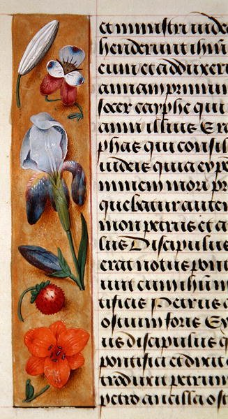 Ms. 1058-1975, f.16v: yksityiskohta kukkareunuksesta Tuntikirjasta, n. 1500 (vellum) tekijältä Flemish School