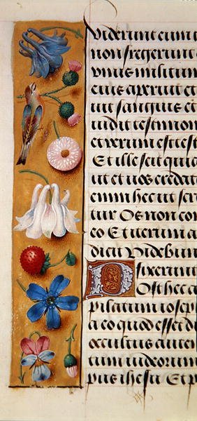 Ms. 1058-1975, f.22v: yksityiskohta kukkareunuksesta Book of Hoursista, n. 1500 (vellum) tekijältä Flemish School
