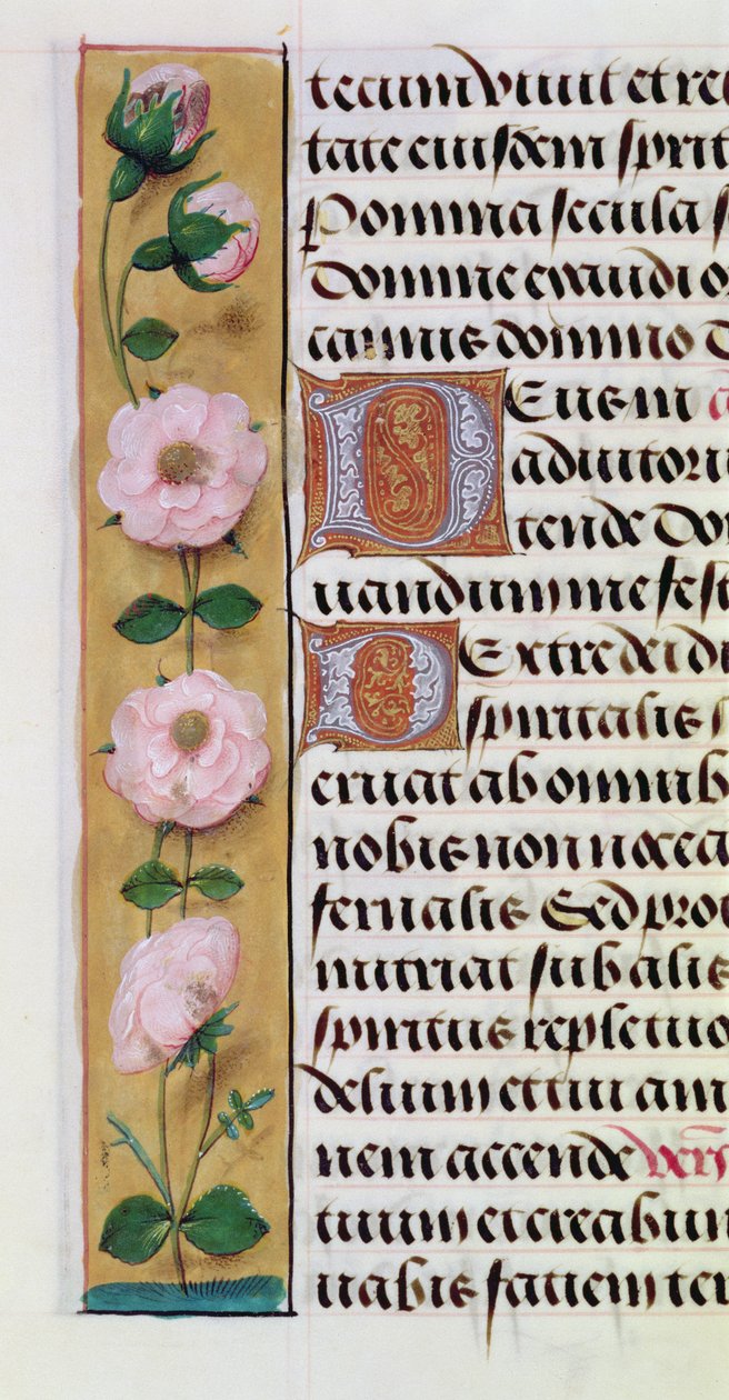 Ms. 1058-1975, f.34v: yksityiskohta kukkareunuksesta Tuntikirjasta, n. 1500 tekijältä Flemish School