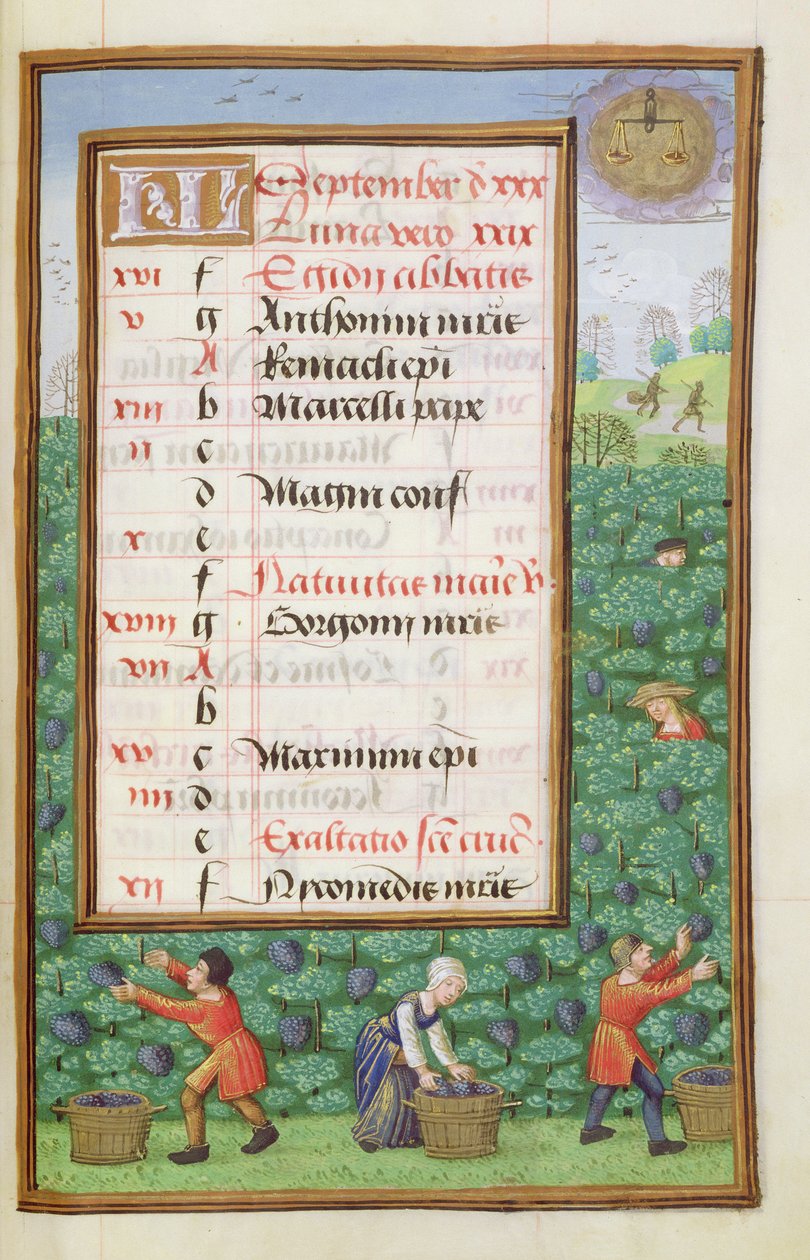 Ms 1058-1975 f9r Gathering Grapes, valaistu kalenterisivu syyskuulle, Tuntikirjasta, n. 1500 tekijältä Flemish School