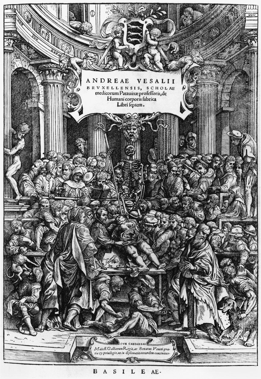 Andreas Vesaliuksen (1514-64) anatomian oppitunti Brysselin lääketieteellisessä koulussa, De Humani Corporis Fabrica -julkaisu, julkaistu Baselissa, 1555 (katso myös 466697) tekijältä Flemish School