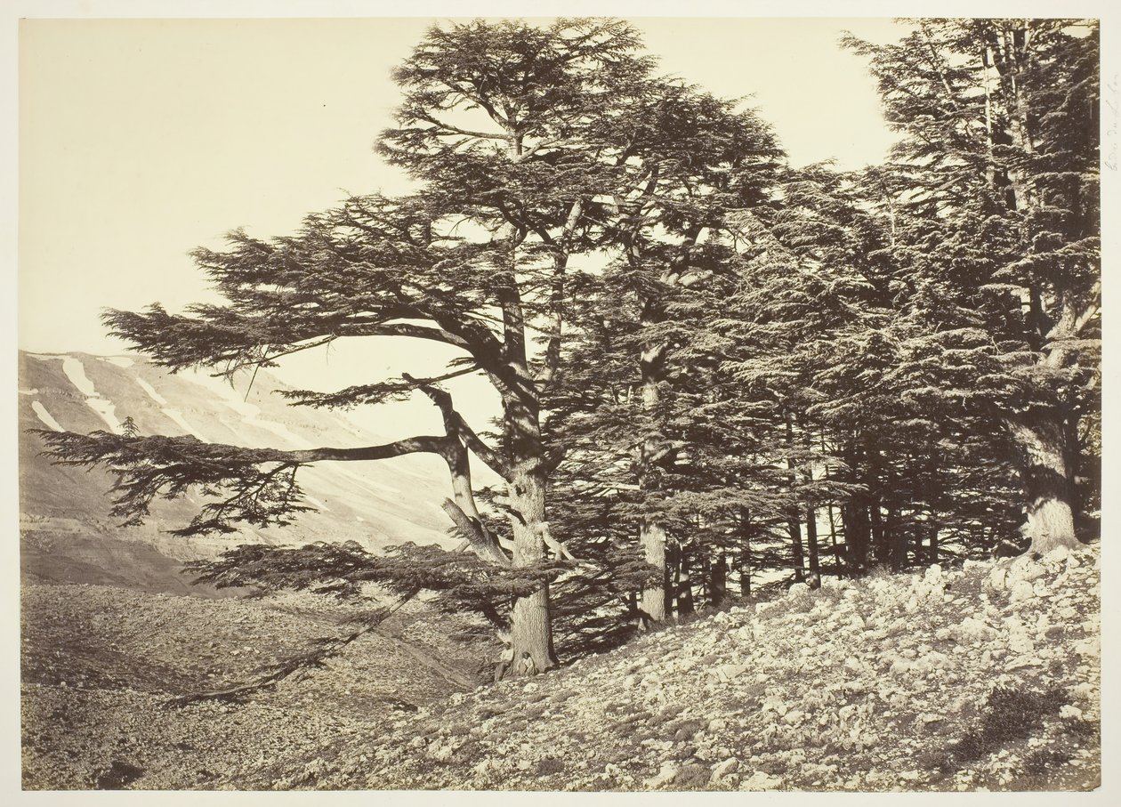 Libanonin setrit, n. 1870. tekijältä Félix Bonfils
