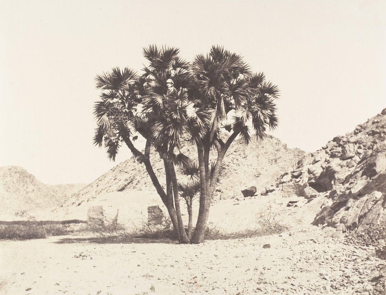 Filehin ympäristö, Palmier Doum Niilin itärannalla, 1851-52, painettu 1853-54. tekijältä Félix Teynard